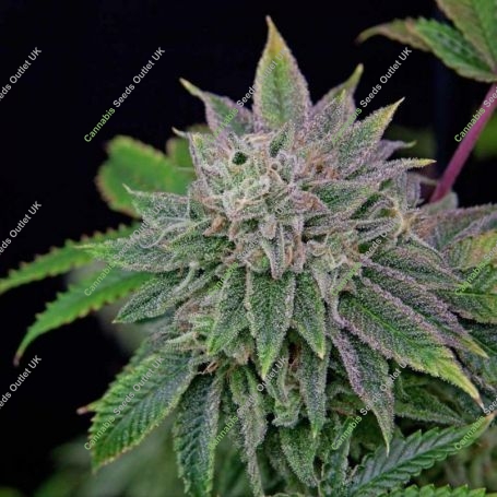 Runt-Zu Feminized Marijuana Strain by Grateful Seeds For Sale Online at Cannabis Seeds Outlet