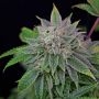 Runt-Zu Feminized Marijuana Strain by Grateful Seeds For Sale Online at Cannabis Seeds Outlet