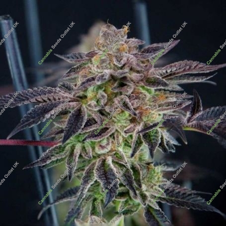 Savage Mint Feminized Marijuana Strain by Grateful Seeds For Sale Online at Cannabis Seeds Outlet