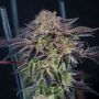 Savage Mint Feminized Marijuana Strain by Grateful Seeds For Sale Online at Cannabis Seeds Outlet