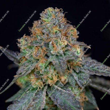 Sherbdog Feminized Marijuana Strain by Grateful Seeds For Sale Online at Cannabis Seeds Outlet