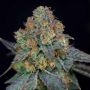 Sherbdog Feminized Marijuana Strain by Grateful Seeds For Sale Online at Cannabis Seeds Outlet