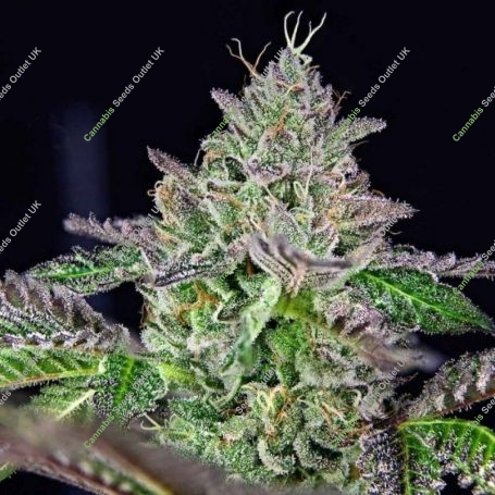 Strawmelon Feminized Marijuana Strain by Grateful Seeds For Sale Online at Cannabis Seeds Outlet