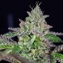 Strawmelon Feminized Marijuana Strain by Grateful Seeds For Sale Online at Cannabis Seeds Outlet