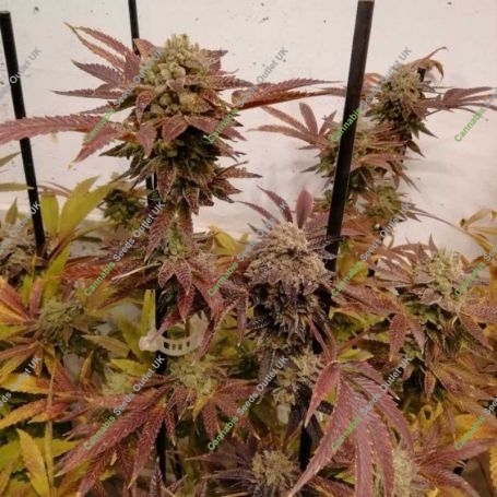 Z Head Feminized Marijuana Strain by Grateful Seeds For Sale Online at Cannabis Seeds Outlet
