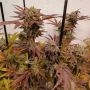 Z Head Feminized Marijuana Strain by Grateful Seeds For Sale Online at Cannabis Seeds Outlet