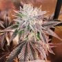 Grateful Seeds Z Head Smoke Buds Weed Ganja Skunk Dope Pot Images Pics Nuggets