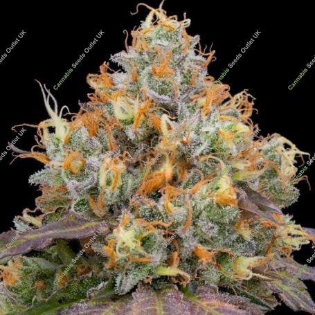 Blue Bacio Feminized Marijuana Strain by Grounded Genetics For Sale Online at Cannabis Seeds Outlet