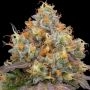 Blue Bacio Feminized Marijuana Strain by Grounded Genetics For Sale Online at Cannabis Seeds Outlet