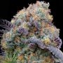 Grounded Genetics Blue Bacio Smoke Buds Weed Ganja Skunk Dope Pot Images Pics Nuggets