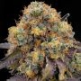 Blue Bacio Feminized by Grounded Genetics THC Content Potency Strength CBD Height Yield Flowering Time Indica Sativa Genetics