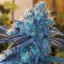 Grounded Genetics Caviar Lime Smoke Buds Weed Ganja Skunk Dope Pot Images Pics Nuggets