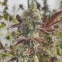 Caviar Lime Feminized by Grounded Genetics THC Content Potency Strength CBD Height Yield Flowering Time Indica Sativa Genetics