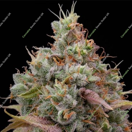Designer Sherb Feminized Marijuana Strain by Grounded Genetics For Sale Online at Cannabis Seeds Outlet
