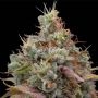 Designer Sherb Feminized Marijuana Strain by Grounded Genetics For Sale Online at Cannabis Seeds Outlet