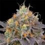 Grounded Genetics Designer Sherb Smoke Buds Weed Ganja Skunk Dope Pot Images Pics Nuggets