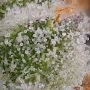 Designer Sherb Feminized by Grounded Genetics THC Content Potency Strength CBD Height Yield Flowering Time Indica Sativa Genetic