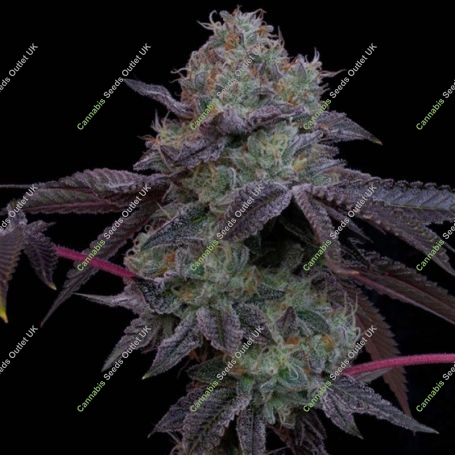 Frootz Feminized Marijuana Strain by Grounded Genetics For Sale Online at Cannabis Seeds Outlet