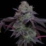 Frootz Feminized Marijuana Strain by Grounded Genetics For Sale Online at Cannabis Seeds Outlet