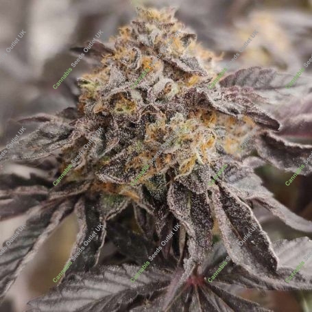 Jumpshot Regular Marijuana Strain by Grounded Genetics For Sale Online at Cannabis Seeds Outlet