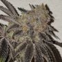 Grounded Genetics Jumpshot Smoke Buds Weed Ganja Skunk Dope Pot Images Pics Nuggets