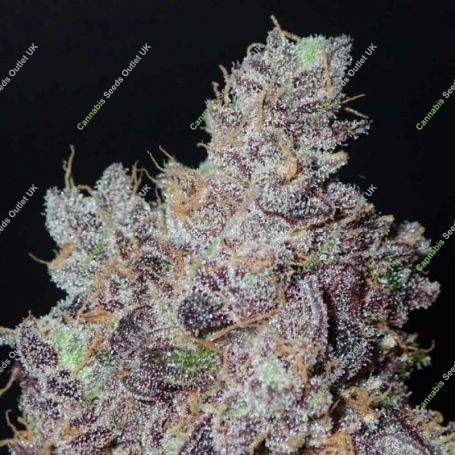 Ozark Regular Marijuana Strain by Grounded Genetics For Sale Online at Cannabis Seeds Outlet