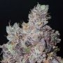 Ozark Regular Marijuana Strain by Grounded Genetics For Sale Online at Cannabis Seeds Outlet