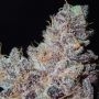Grounded Genetics Ozark Smoke Buds Weed Ganja Skunk Dope Pot Images Pics Nuggets