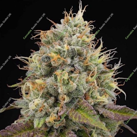 Pinata Feminized Marijuana Strain by Grounded Genetics For Sale Online at Cannabis Seeds Outlet