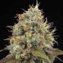 Pinata Feminized Marijuana Strain by Grounded Genetics For Sale Online at Cannabis Seeds Outlet