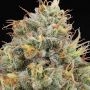 Grounded Genetics Pinata Smoke Buds Weed Ganja Skunk Dope Pot Images Pics Nuggets