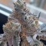 Pinata Feminized by Grounded Genetics THC Content Potency Strength CBD Height Yield Flowering Time Indica Sativa Genetics