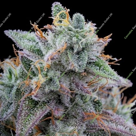 Pink Limez Feminized Marijuana Strain by Grounded Genetics For Sale Online at Cannabis Seeds Outlet