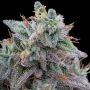 Pink Limez Feminized Marijuana Strain by Grounded Genetics For Sale Online at Cannabis Seeds Outlet