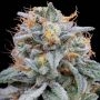 Grounded Genetics Pink Limez Smoke Buds Weed Ganja Skunk Dope Pot Images Pics Nuggets
