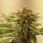 Hella Seeds Company Blue Gak Smoke Buds Weed Ganja Skunk Dope Pot Images Pics Nuggets