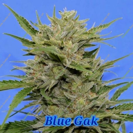 Blue Gak Regular Marijuana Strain by Hella Seeds Company For Sale Online at Cannabis Seeds Outlet