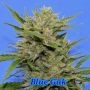 Blue Gak Regular Marijuana Strain by Hella Seeds Company For Sale Online at Cannabis Seeds Outlet