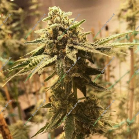 GAK Doe Regular Marijuana Strain by Hella Seeds Company For Sale Online at Cannabis Seeds Outlet