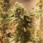 GAK Doe Regular Marijuana Strain by Hella Seeds Company For Sale Online at Cannabis Seeds Outlet