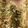 Hella Seeds Company GAK Doe Smoke Buds Weed Ganja Skunk Dope Pot Images Pics Nuggets
