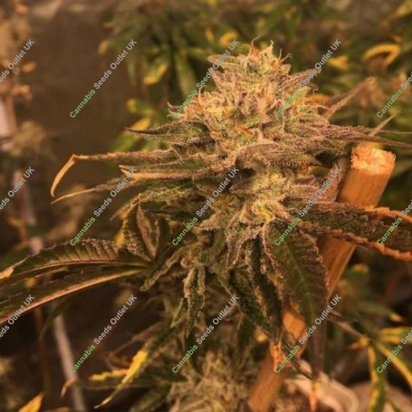 Macks GAK Regular Marijuana Strain by Hella Seeds Company For Sale Online at Cannabis Seeds Outlet