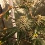 Hella Seeds Company Macks GAK Smoke Buds Weed Ganja Skunk Dope Pot Images Pics Nuggets