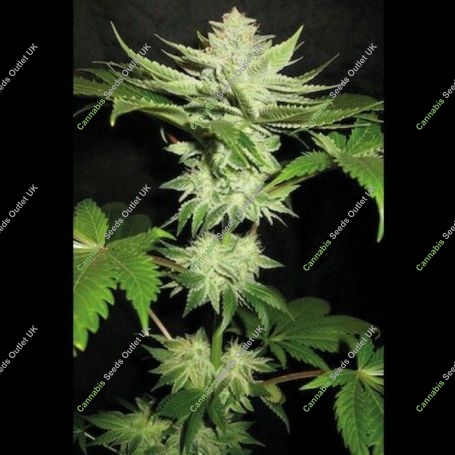 Alien Fire Fruit Regular Marijuana Strain by Holy Smoke Seeds For Sale Online at Cannabis Seeds Outlet