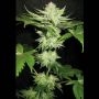 Alien Fire Fruit Regular Marijuana Strain by Holy Smoke Seeds For Sale Online at Cannabis Seeds Outlet