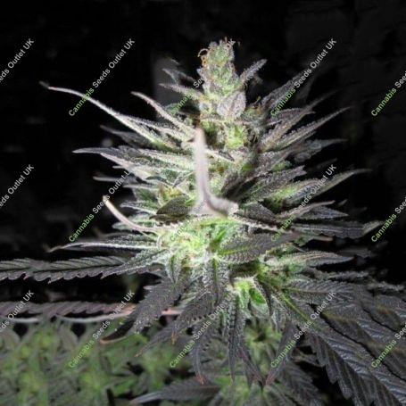 Thunderbud Haze Feminized Marijuana Strain by Holy Smoke Seeds For Sale Online at Cannabis Seeds Outlet