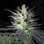 Thunderbud Haze Feminized Marijuana Strain by Holy Smoke Seeds For Sale Online at Cannabis Seeds Outlet