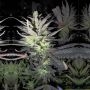 Holy Smoke Seeds Thunderbud Haze Smoke Buds Weed Ganja Skunk Dope Pot Images Pics Nuggets