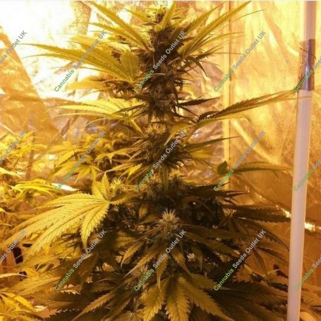 Guava Dub Star Regular Marijuana Strain by Holy Smoke Seeds For Sale Online at Cannabis Seeds Outlet