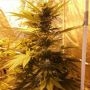Guava Dub Star Regular Marijuana Strain by Holy Smoke Seeds For Sale Online at Cannabis Seeds Outlet